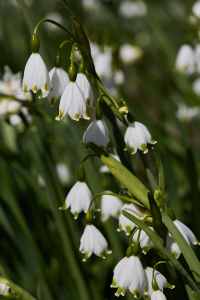 Image 72